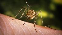 Mosquito on skin
